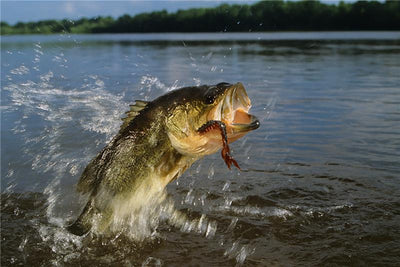 Bass Fishing in the USA: Species, Strategies, and the Gear You Need